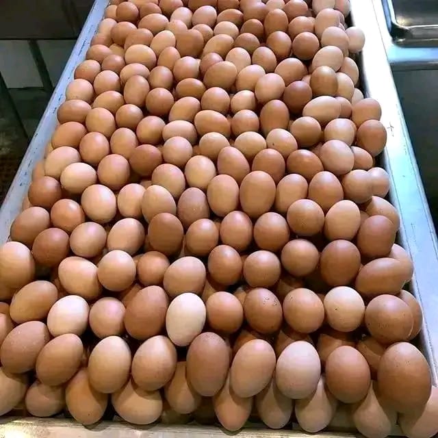 Big farm eggs