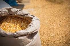 Dry maize in a 90kg bag