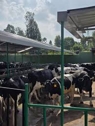 Dairy herd