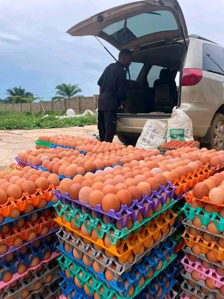 Medium farm eggs